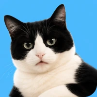 Переводчик для Кошек и Котов